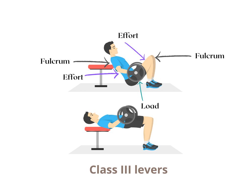 The hip thrust: what are the fulcrums?