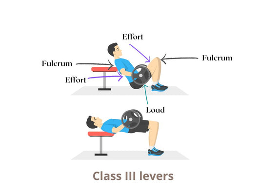 The hip thrust: what are the fulcrums?