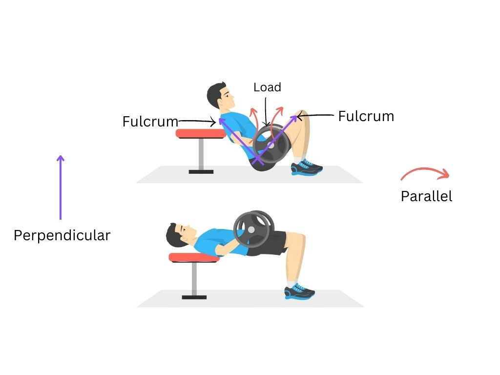 The hip thrust, part II: parallel and perpendicular